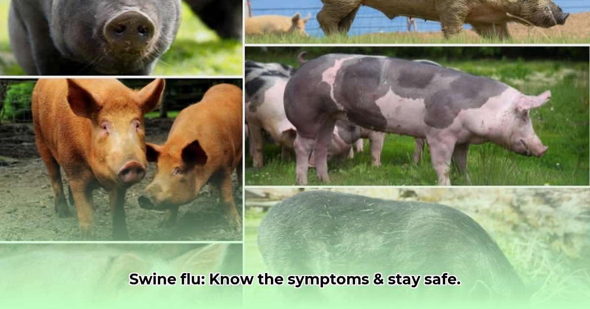 swine-flu-symptoms